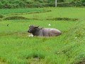 Yangshou (031)